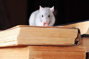 rat in library